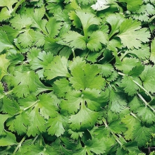 Кориандр Кин-Дза-Дза - ООО «Семена Тут»