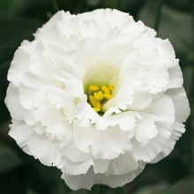 Эустома Корелли 2 Вайт [1050 драже] - ООО «Семена Тут»