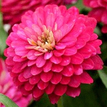 Цинния Дабл Захара Строберри [100 шт] - ООО «Семена Тут»