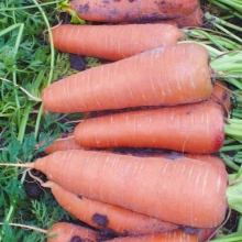 Морковь Каскад F1 (фракция: 2,0-2,2 мм) - ООО «Семена Тут»