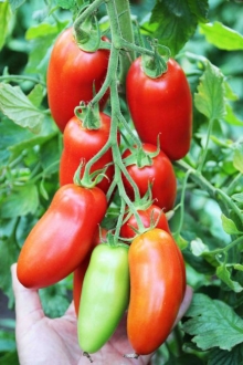 img-1: Томат Поззано F1 - ООО «Семена Тут»