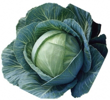 Капуста белокочанная Килагерб F1 - ООО «Семена Тут»