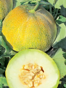 img-1: Дыня Медовый спас - ООО «Семена Тут»