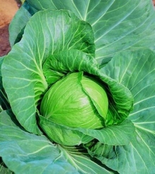 Капуста белокочанная Чамп F1 - ООО «Семена Тут»