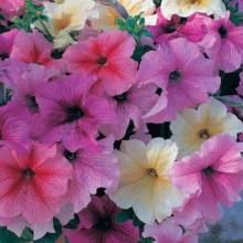 Петуния грандифлора Призм Вэнити Фэйр Микс [1000 драже] - ООО «Семена Тут»