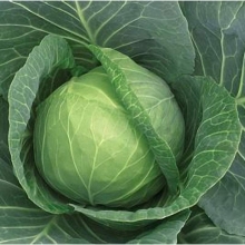 Капуста белокочанная Суприм Вантаж F1 - ООО «Семена Тут»