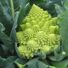 Капуста цветная Вероника F1 - ООО «Семена Тут»