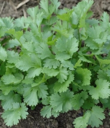 Кориандр Санто - ООО «Семена Тут»