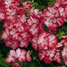 Пеларгония зональная Мультиблум Скарлет Ай [100 шт] (инкруст. семена) - ООО «Семена Тут»