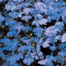 Лобелия ампельная Регата Блю Скай [1000 м/драже] - ООО «Семена Тут»