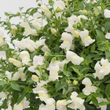 Львиный зев ампельный Кенди Шауэрс Вайт [1000 шт] - ООО «Семена Тут»