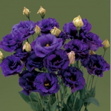 Эустома Корелли 3 Блю  [100 драже] - ООО «Семена Тут»