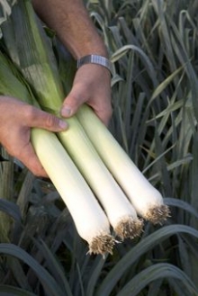 img-1: Лук порей Форрест - ООО «Семена Тут»