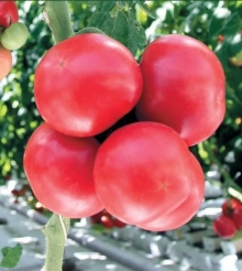 Томат Сумо F1 - ООО «Семена Тут»