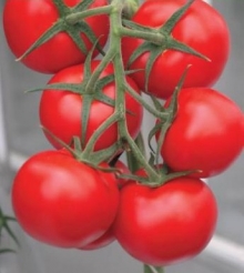Томат Таганка F1 - ООО «Семена Тут»