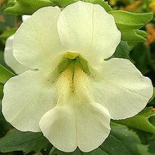 Мимулюс Максимус Айвори [1000 драже] - ООО «Семена Тут»