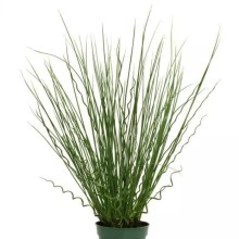 img-1: Ситник Твистед Эрроус [100 драже] - ООО «Семена Тут»