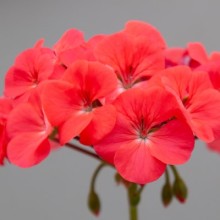 Пеларгония зональная Горизонт Шедоу Роузи глоу [100 шт] (инкруст. семена) - ООО «Семена Тут»