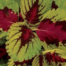 Колеус Конг Роуз [100 драже] - ООО «Семена Тут»