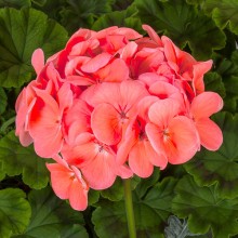 Пеларгония зональная Пинто Премиум Дип Салмон [1000 шт] (инкруст. семена) - ООО «Семена Тут»