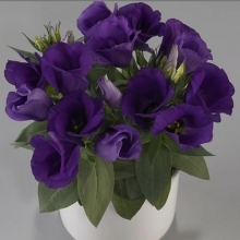 Эустома Кармен Блю [1100 драже] - ООО «Семена Тут»