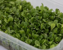 Цикорий листовой красный Россо МЗ - ООО «Семена Тут»