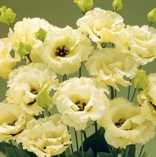 Эустома Корелли 3 Еллоу  [100 драже] - ООО «Семена Тут»