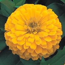 Цинния Дримленд Еллоу [1 гр] - ООО «Семена Тут»