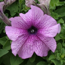 Петуния грандифлора Призм Дьюберри Сандай [5000 драже] - ООО «Семена Тут»