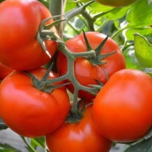 Томат Тобольск F1 - ООО «Семена Тут»