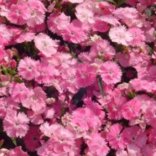 img-1: Гвоздика Чиба Пинк [250 шт] - ООО «Семена Тут»