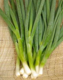 Лук батун Лонг Токио (обработано тирамом) - ООО «Семена Тут»