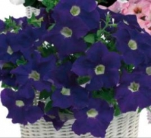 Петуния грандифлора Капри Блю виз Вайт Ай [100 драже] - ООО «Семена Тут»