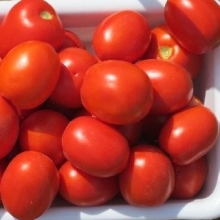 Томат Фоккер F1 - ООО «Семена Тут»