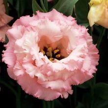 Эустома Корелли 3 Эприкот  [500 драже] - ООО «Семена Тут»