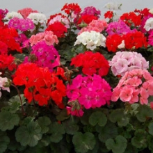 Пеларгония зональная Нано Микс [1000 шт]* - ООО «Семена Тут»