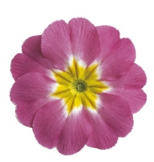 Примула Данова Роуз Лаванда Шейдес [100 шт] - ООО «Семена Тут»