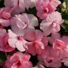Бальзамин махровый Афина Эппелблоссом [1000 шт]* - ООО «Семена Тут»