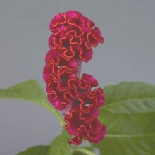 Целозия гребенчатая Нео Ред [100 драже] - ООО «Семена Тут»