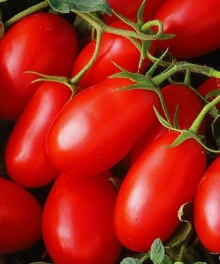 Томат Хайпил 108 F1 - ООО «Семена Тут»