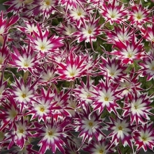 Флокс Попстарс Роуз виз Ай [1000 шт] - ООО «Семена Тут»