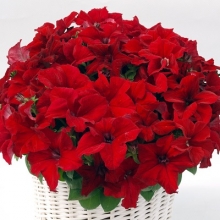 Петуния грандифлора Капри Ред [1000 драже] - ООО «Семена Тут»