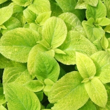 Колеус Визард Голден [100 шт] - ООО «Семена Тут»