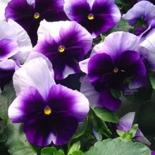 Виола крупноцветковая Селло Биконсфилд [100 шт] - ООО «Семена Тут»