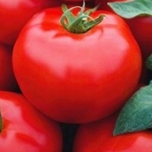 Томат Усмань F1 - ООО «Семена Тут»