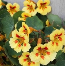 Настурция низкорослая Пич Мелба - ООО «Семена Тут»