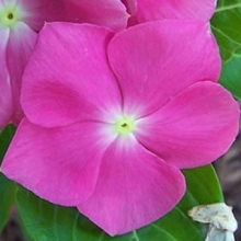 Катарантус Пацифика Дип Орхид [1000 шт] - ООО «Семена Тут»