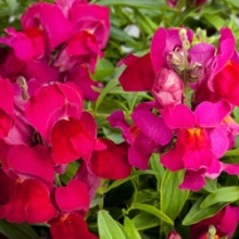 Львиный зев ампельный Кенди Шауэрс Дип Парпл  [1000 шт] - ООО «Семена Тут»