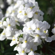 Немезия Севен Хевен Вайт [500 драже] - ООО «Семена Тут»