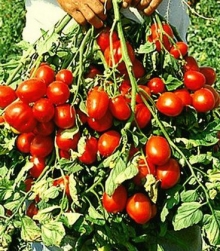 Томат Рэпид F1 - ООО «Семена Тут»